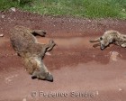 tanzanie_safari_ngorongoro_137