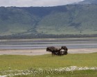 tanzanie_safari_ngorongoro_138