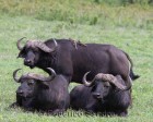 tanzanie_safari_ngorongoro_139