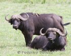 tanzanie_safari_ngorongoro_140