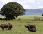 tanzanie_safari_ngorongoro_141