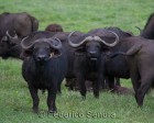 tanzanie_safari_ngorongoro_142
