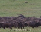 tanzanie_safari_ngorongoro_144