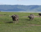 tanzanie_safari_ngorongoro_145