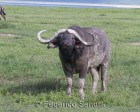 tanzanie_safari_ngorongoro_146
