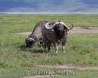 tanzanie_safari_ngorongoro_147