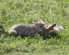 tanzanie_safari_ngorongoro_148