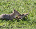 tanzanie_safari_ngorongoro_149