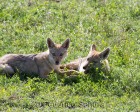 tanzanie_safari_ngorongoro_150