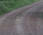 tanzanie_safari_ngorongoro_151