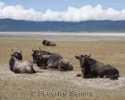 tanzanie_safari_ngorongoro_152