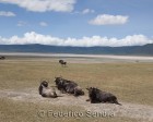 tanzanie_safari_ngorongoro_153