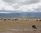 tanzanie_safari_ngorongoro_154