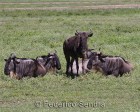 tanzanie_safari_ngorongoro_155