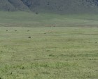 tanzanie_safari_ngorongoro_156