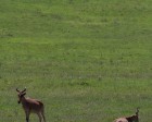 tanzanie_safari_ngorongoro_157