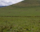tanzanie_safari_ngorongoro_158
