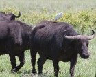 tanzanie_safari_ngorongoro_159