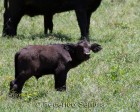 tanzanie_safari_ngorongoro_160