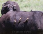 tanzanie_safari_ngorongoro_161