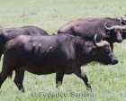 tanzanie_safari_ngorongoro_162