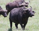 tanzanie_safari_ngorongoro_163