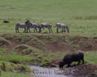 tanzanie_safari_ngorongoro_164
