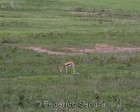 tanzanie_safari_ngorongoro_165