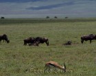 tanzanie_safari_ngorongoro_166