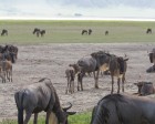 tanzanie_safari_ngorongoro_170