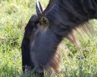 tanzanie_safari_ngorongoro_171