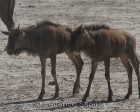 tanzanie_safari_ngorongoro_172