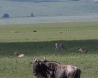 tanzanie_safari_ngorongoro_173