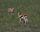 tanzanie_safari_ngorongoro_174