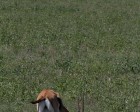 tanzanie_safari_ngorongoro_175