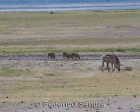 tanzanie_safari_ngorongoro_176