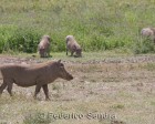 tanzanie_safari_ngorongoro_178