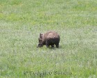 tanzanie_safari_ngorongoro_179