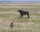 tanzanie_safari_ngorongoro_180