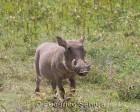 tanzanie_safari_ngorongoro_181