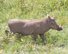 tanzanie_safari_ngorongoro_182