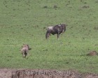tanzanie_safari_ngorongoro_183