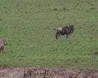 tanzanie_safari_ngorongoro_184