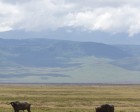 tanzanie_safari_ngorongoro_185