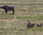 tanzanie_safari_ngorongoro_186