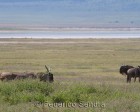 tanzanie_safari_ngorongoro_188