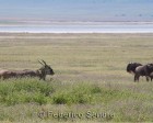tanzanie_safari_ngorongoro_189