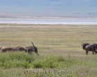 tanzanie_safari_ngorongoro_190