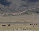 tanzanie_safari_ngorongoro_191