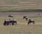 tanzanie_safari_ngorongoro_192